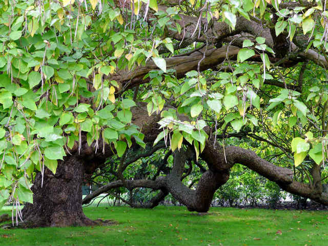 Catalpa